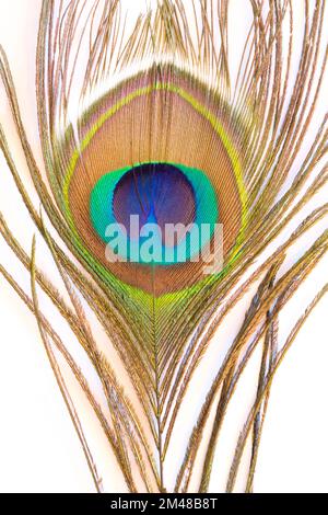 Peacock feather close up and intense on white background. Stock Photo