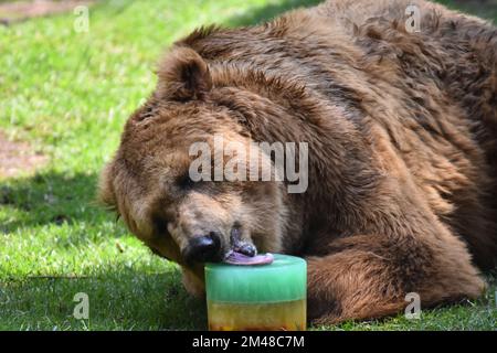 A Grizzly Bear is seen eating honey during his captivity at the Chapultepec Mexican zoo. Stock Photo