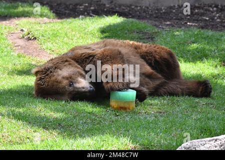 A Grizzly Bear is seen eating honey during his captivity at the Chapultepec Mexican zoo. Stock Photo