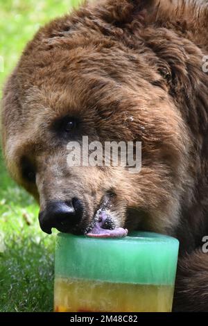 A Grizzly Bear is seen eating honey during his captivity at the Chapultepec Mexican zoo. Stock Photo