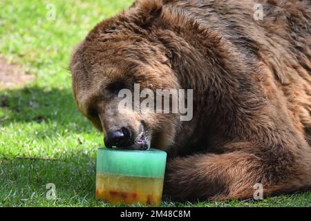 A Grizzly Bear is seen eating honey during his captivity at the Chapultepec Mexican zoo. Stock Photo