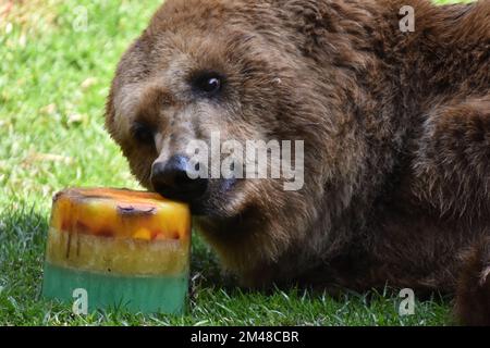 A Grizzly Bear is seen eating honey during his captivity at the Chapultepec Mexican zoo. Stock Photo