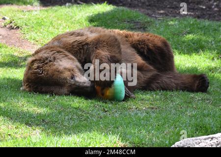 A Grizzly Bear is seen eating honey during his captivity at the Chapultepec Mexican zoo. Stock Photo