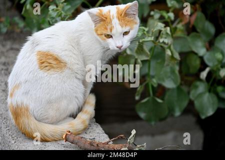 Ginger and white cat sitting outside on wall Stock Photo