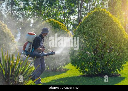 Worker in overalls sprays with poisons and fungicides bushes of evergreen shrubs in a city park Stock Photo