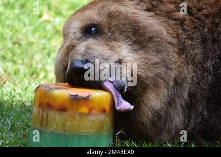 A Grizzly Bear is seen eating honey during his captivity at the Chapultepec Mexican zoo./Eyepix Group (Credit Image: © Carlos Tischler/eyepix via ZUMA Press Wire) Stock Photo