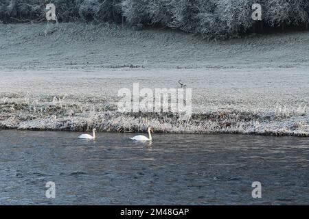 Mute svan in river Nore, Thomastown, Co. Kilkenny, Ireland Stock Photo