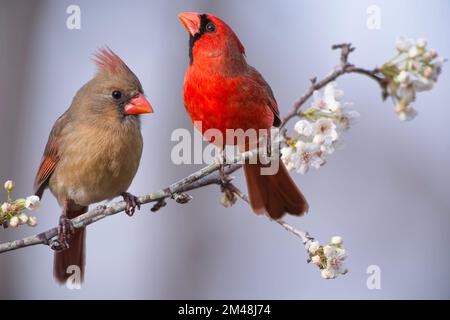 Northern Cardinal Pair Perching on Flowering Branch in Spring in Louisiana Stock Photo