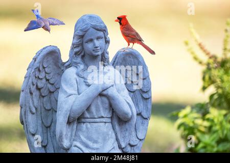 Garden Angel with Northern Cardinal on its Wing and an Eastern Bluebird Flying in Background Stock Photo