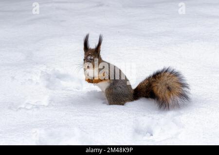 Red squirrel on white snow in winter time. Stock Photo