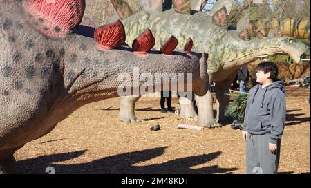 Woodland Hills, USA. 19th Dec, 2022. A boy visits an exhibition named 'Dinosaurs in the Valley' in Woodland Hills, California, the United States, on Dec. 18, 2022. A large-scale dinosaur exhibition is being held in Woodland Hills in Southern California, attracting visitors to interact with life-sized animated dinosaurs. Credit: Zeng Hui/Xinhua/Alamy Live News Stock Photo