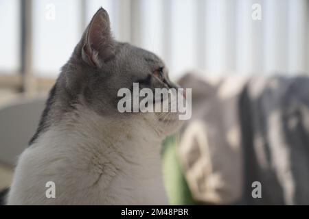 A closeup shot of an adorable cat looking right. Stock Photo