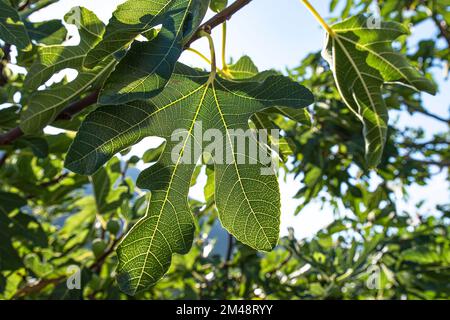 Close-up of green fig leaves Stock Photo