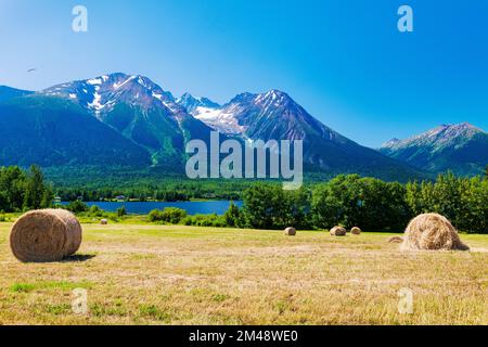 Large round hay bales in farm fields; Lake Kathlyn; Hazelton Mountains; Smithers; British Columbia; Canada Stock Photo