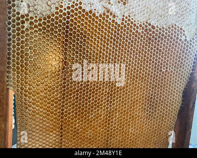 Background texture and pattern of a section of wax honeycomb from a bee hive filled with golden honey in a full frame view. High quality photo Stock Photo