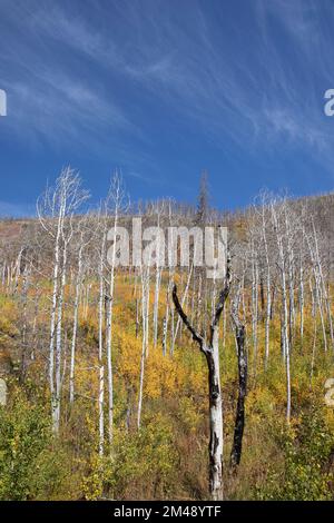 Ecological succession with regrowth of young aspen tree seedlings under the dead trees in forest burned by the Kenow wildfire, Waterton, Canada. Stock Photo