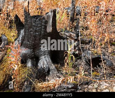Charred tree stump after forest was burned by Kenow wildfire in Waterton park, Canada Stock Photo