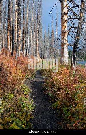 Trail through forest burned in the Kenow wildfire with dead trees and fireweed plants in autumn, Cameron Lake, Waterton Lakes National Park, Canada Stock Photo