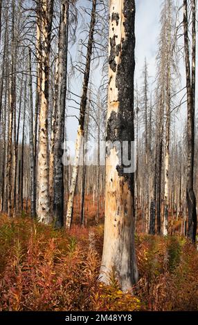 Forest fire recovery in burned forest. Understory regrowth of fireweed and charred trees killed by Kenow wildfire, Waterton Lakes National Park Canada Stock Photo