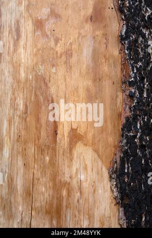 Burnt tree trunk close up with charred bark and exposed wood after the forest burned in the Kenow wildfire, Waterton park forest, Canada. Stock Photo