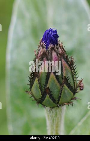 Natural closeup on an emerging flower bud of Mountain cornflower, Centaurea montana in green leaves Stock Photo