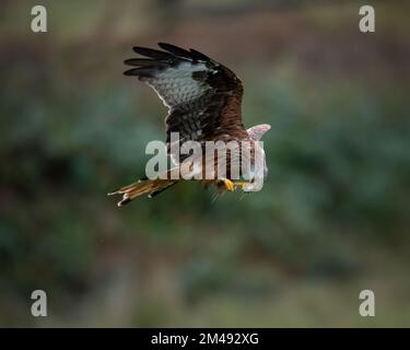 Red Kite feeding in flight, Wales Stock Photo
