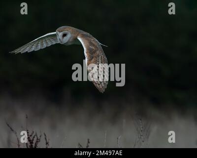 Barn Owl hunting across a meadow in the late afternoon. Stock Photo