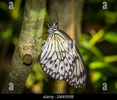 Close up of the paper kite, rice paper or large tree nymph Butterfly Idea leuconoe Stock Photo