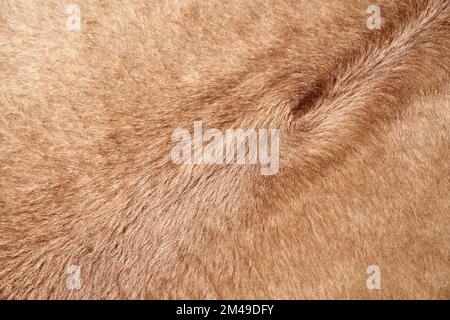 Soft textiles with short brown pile or fur, with natural swirl. Close up of plain, artificial animal fur texture background, plush or fleece. Concept of textured background.  Stock Photo