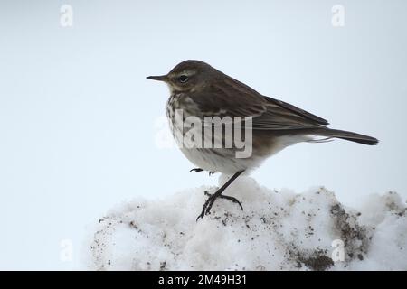Water pipit (Anthus spinoletta) in the snow, Allgaeu, Bavaria, Germany Stock Photo