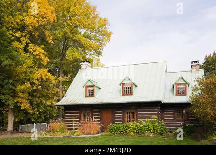 Old 1800s two story Canadiana cottage style log home with ornamental grass plants and pink hydrangea flowers in front yard in autumn. Stock Photo