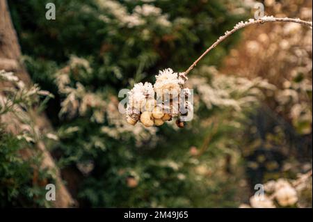 The berries of the common snowberry (Symphoricarpos albus) covered with one and snow in winter, Hanover, Lower Saxony, Germany Stock Photo