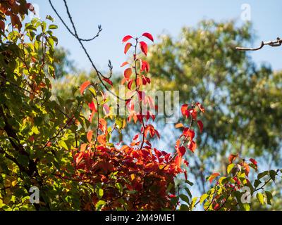 Seasons of change, sunlight shining on Autumn leaves in red yellow and green on a branch against blue sky, Canberra Australia Stock Photo