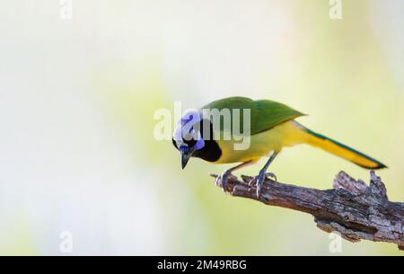 Green Jay perched on a tree Stock Photo