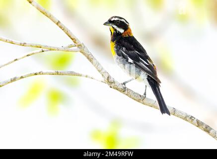 Western spindalis perched on a tree Stock Photo