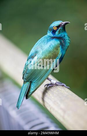 The lesser blue-eared starling (Lamprotornis chloropterus) is a species of starling in the family Sturnidae. There is a stripe through the eye Stock Photo