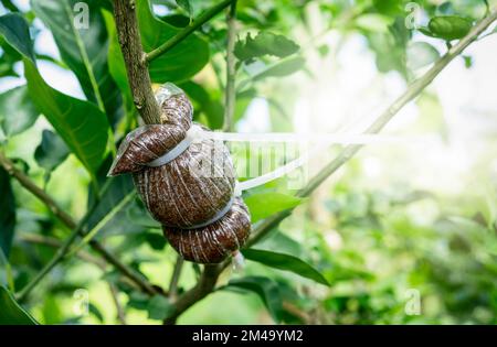 Air layering a pomelo tree branch in an organic garden. Air layering plant propagation. Organic agriculture farm. Orchard propagation. Pomelo tree Stock Photo