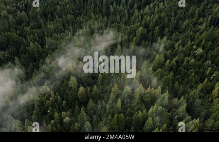 Aerial view of fog over dark pine forest trees. Stock Photo