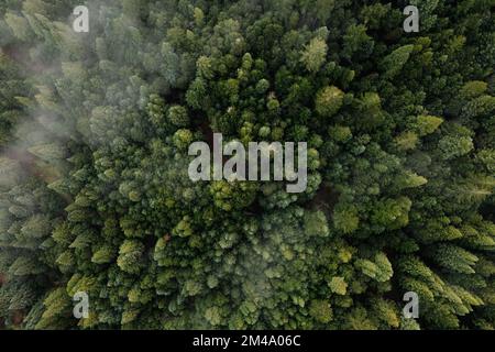 Aerial view of fog over dark pine forest trees. Stock Photo