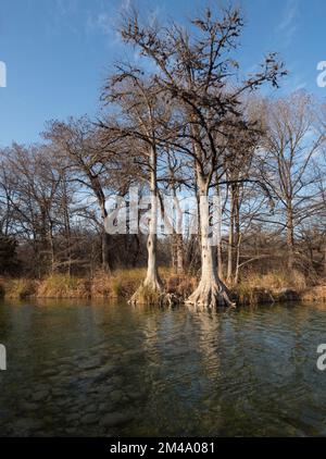 Bald cypress trees along the Frio River in Garner State Park, Texas. The bald cypress trees have ball moss growing in them. Stock Photo