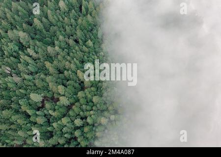 Thick fog covers part of pine tree forest. Stock Photo