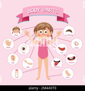 Body parts with vocabulary illustration Stock Vector Image & Art - Alamy