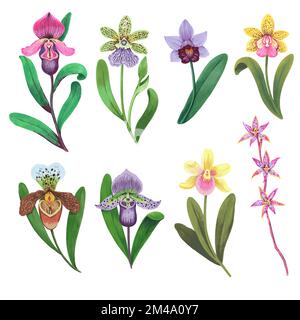 Vector collection of colorful psychedelic orchid flowers. Hand drawn design elements isolated on white background. Orchid Illustration.  Stock Vector