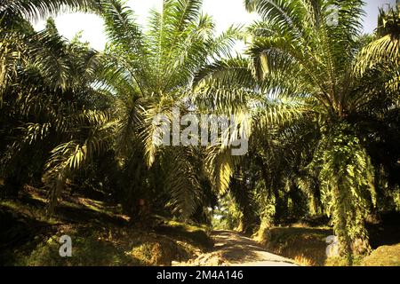 A road through oil palm plantation in Langkat, North Sumatra, Indonesia. Stock Photo