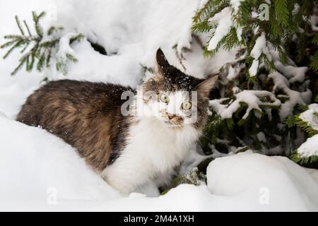 A cat in winter in the snow under a fir tree. A cat in the winter forest. The pet is a beautiful cat outside in winter. Stock Photo
