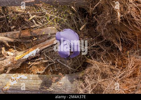 After hurricane professional utility man cuts broken trunk tree with use of chainsaw Stock Photo