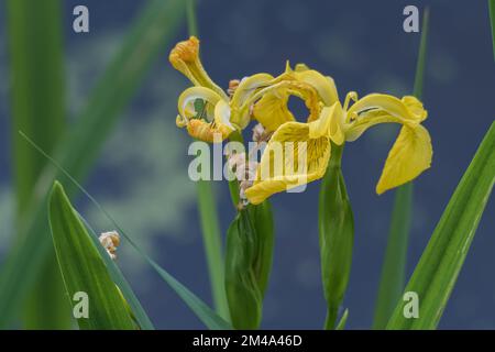 iris pseudacorus flower on the edge of a lake close up in summer outdoors Stock Photo