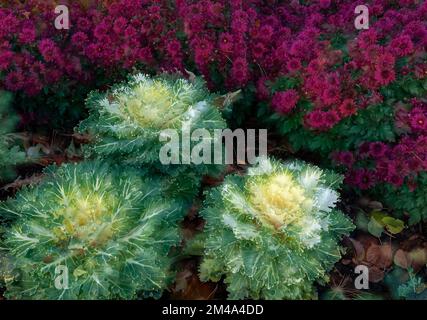 Chrysanthemums and Ornamental Cabbages contrast color and texture in a garden in DuPage County, Illinois Stock Photo