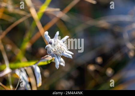 Leontopodium nivale flower growing in mountains, close up Stock Photo