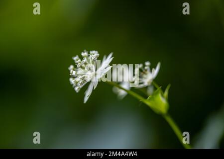 Astrantia carniolica flower growing in mountains, close up Stock Photo